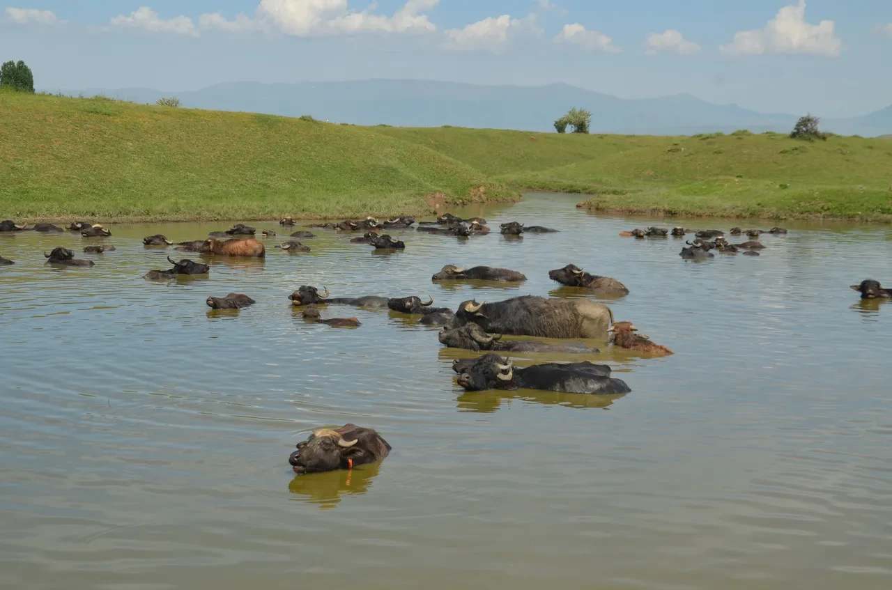 Burası Arizona değil Muş! Sıcak havadan bulanıp serin sularda yüzüyorlar 