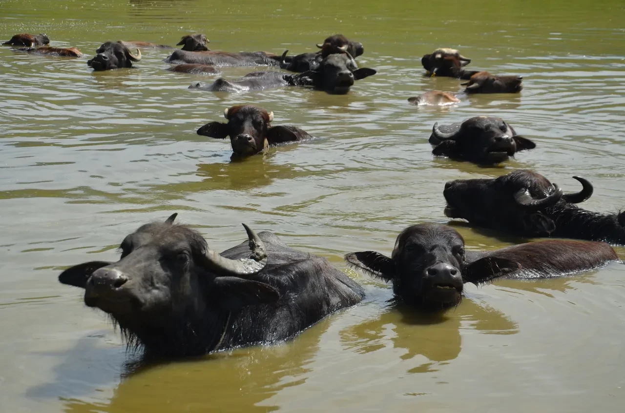 Burası Arizona değil Muş! Sıcak havadan bulanıp serin sularda yüzüyorlar 