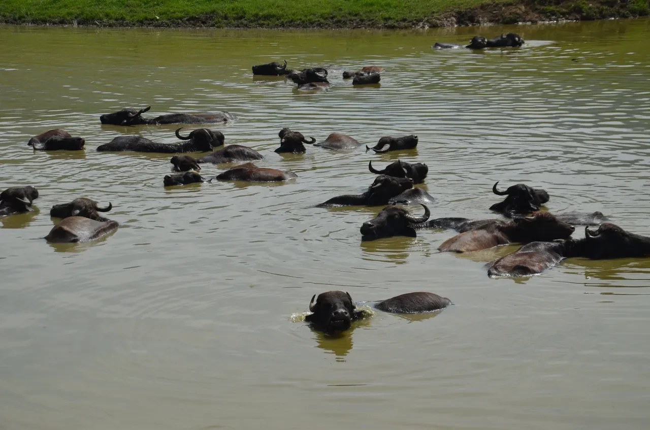 Burası Arizona değil Muş! Sıcak havadan bulanıp serin sularda yüzüyorlar 