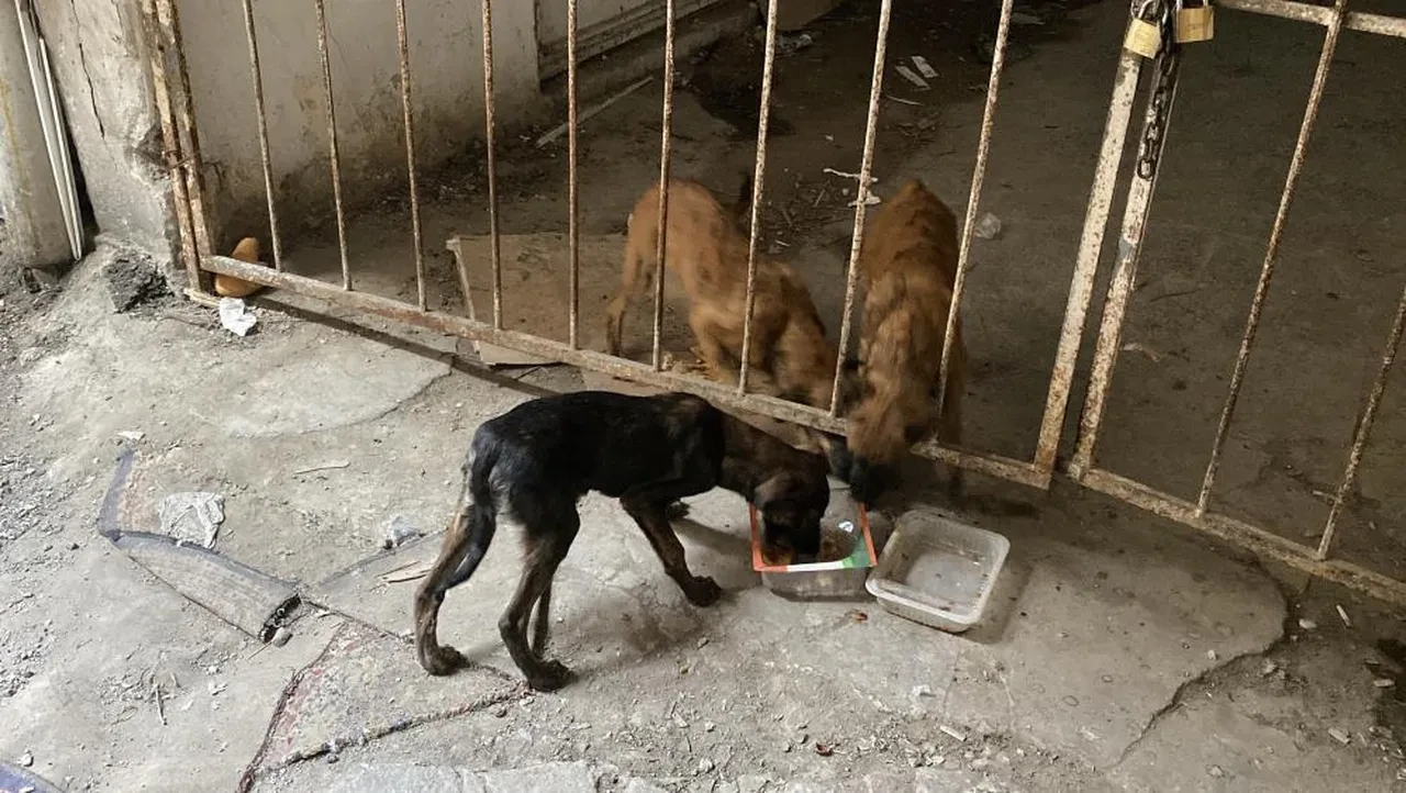 Cezaevi mağduru 6 Köpek, 15 günlük esaretten kurtarıldı