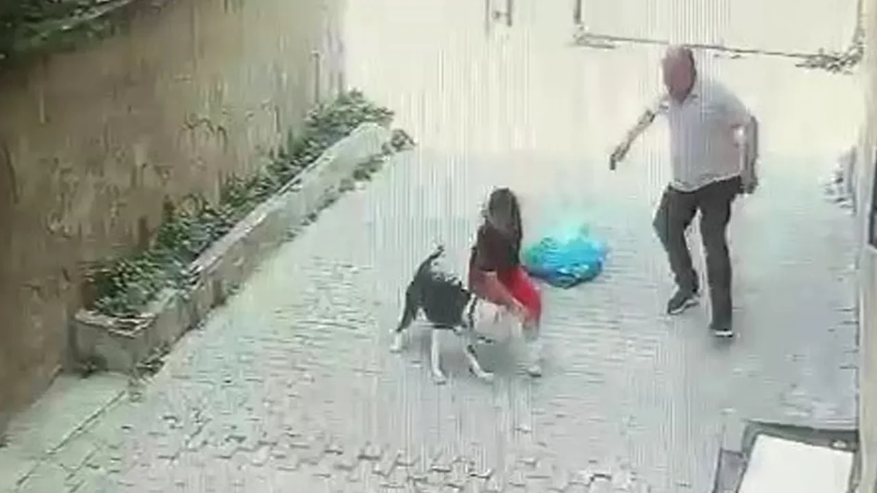 İstanbul'da pitbull dehşeti! Küçük çocuğu bacağından yakaladı