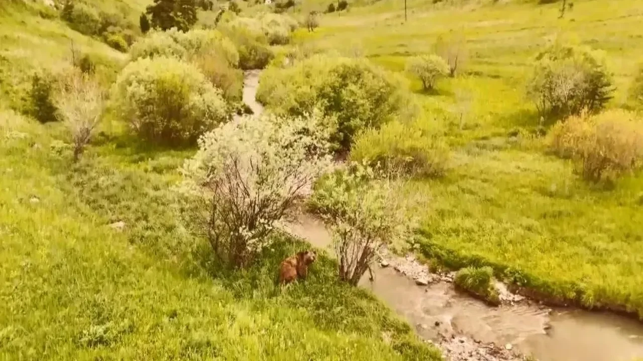 Kars Sarıkamış’ta boz ayı dronla görüntülendi
