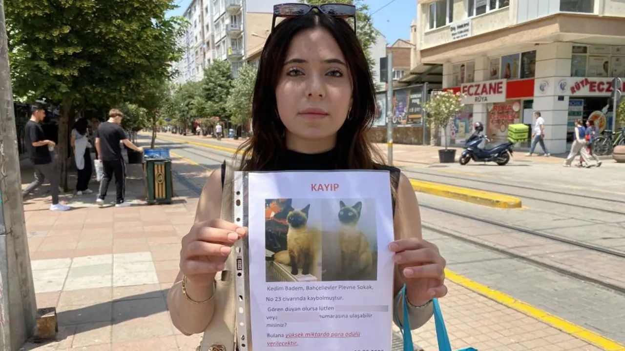 Kedisini kaybeden kız sokak sokak gezerek arıyor! Bulana para ödülü var