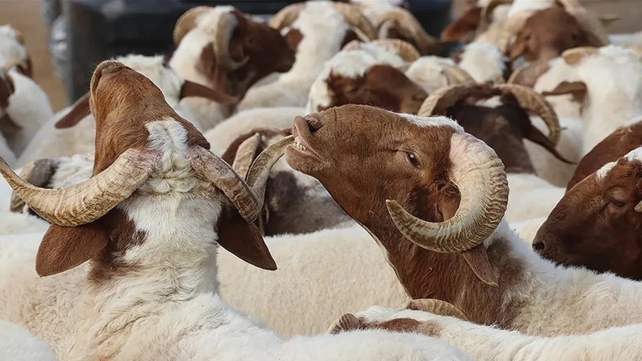 Kurban kesenler dikkat! Paranızı faiziyle geri alabilirsiniz