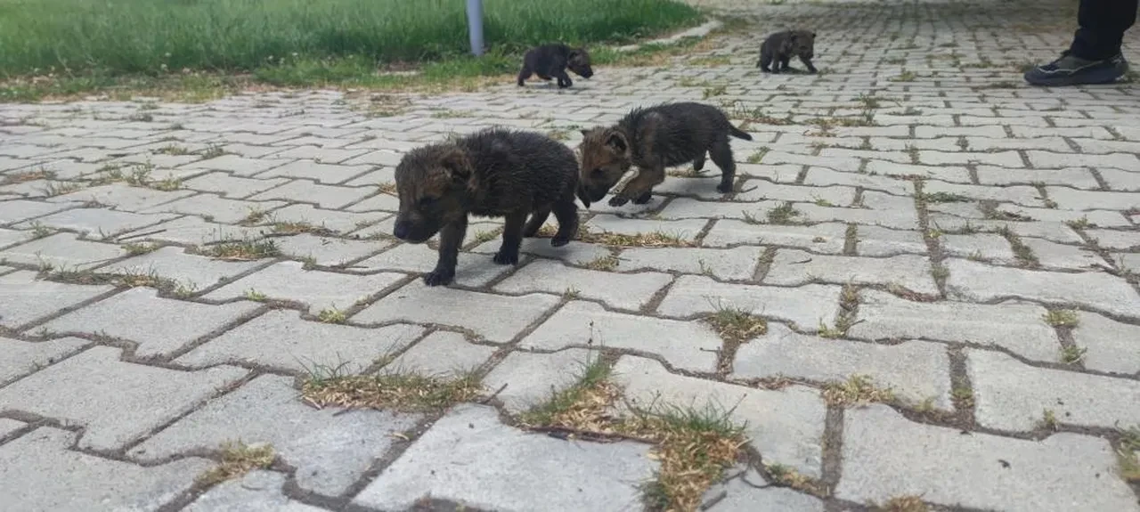 Muş’ta bulunan 4 yavru kurt Van’da rehabilitasyona alındı