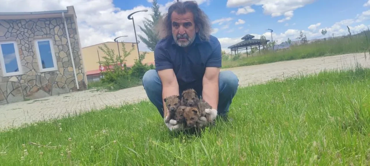 Muş’ta bulunan 4 yavru kurt Van’da rehabilitasyona alındı