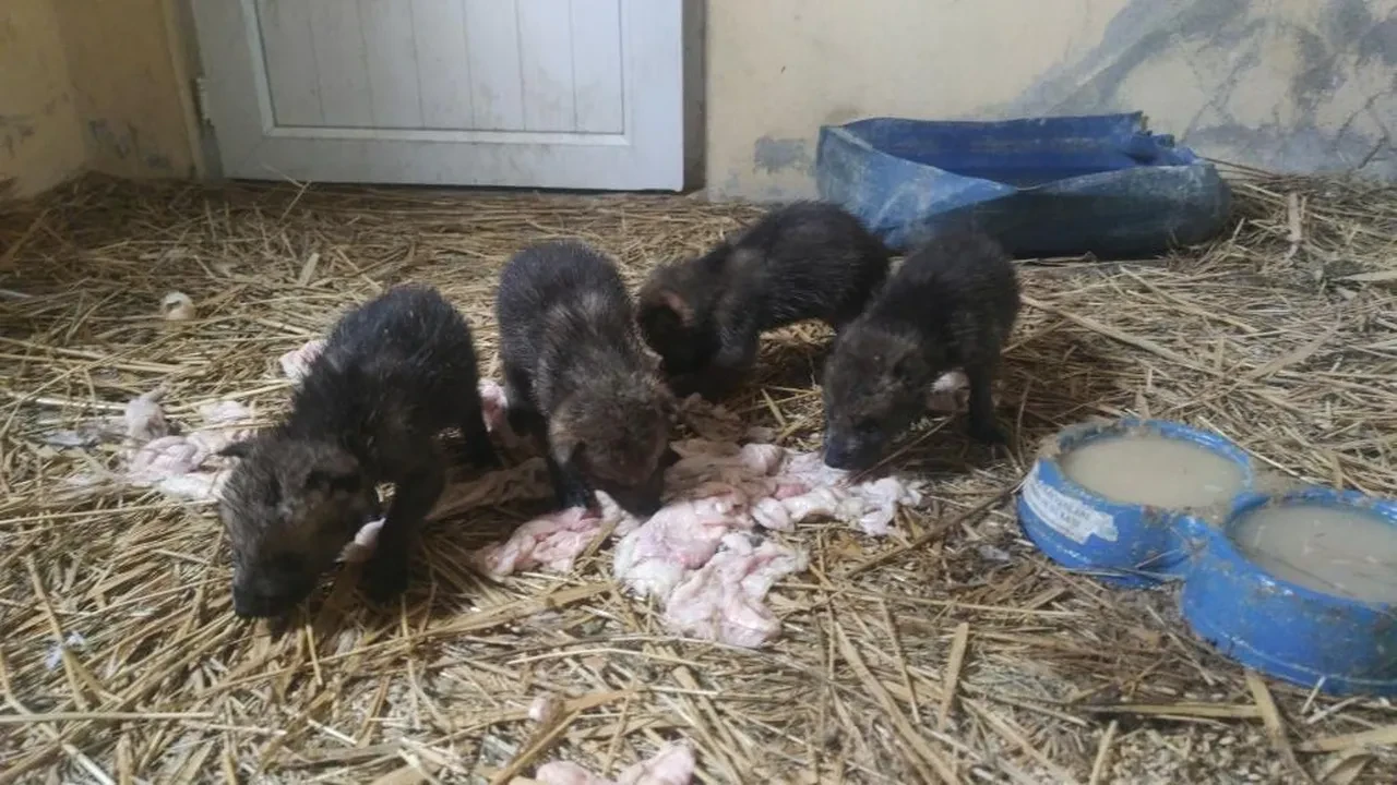 Muş’ta bulunan 4 yavru kurt Van’da rehabilitasyona alındı