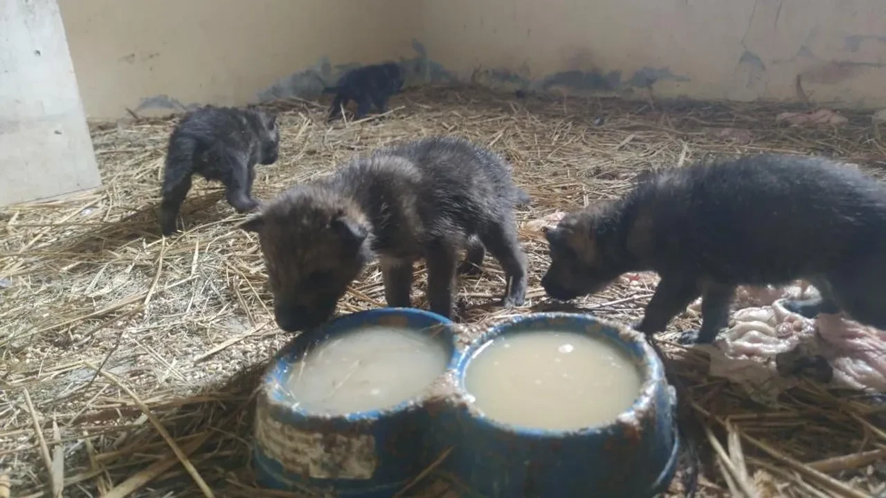 Muş’ta bulunan 4 yavru kurt Van’da rehabilitasyona alındı