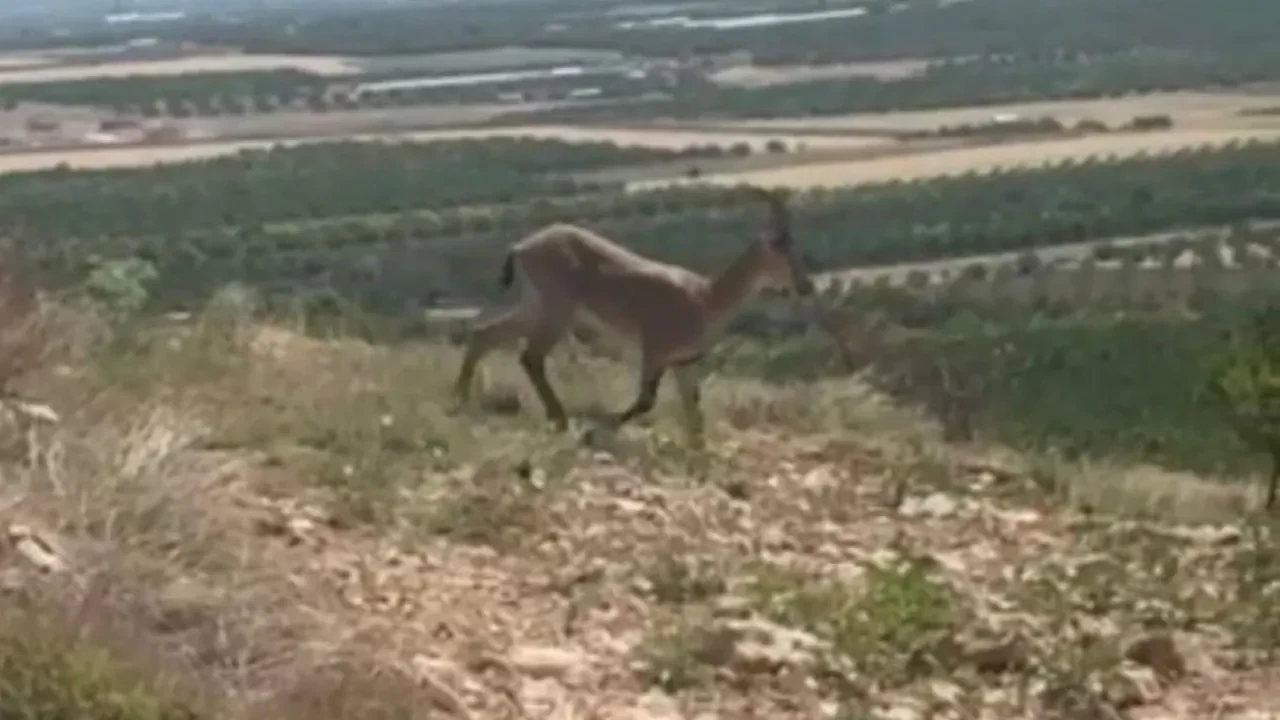 Nesli tükenme tehlikesindeki yaban keçileri bakın hangi ilimizde ortaya çıktı?