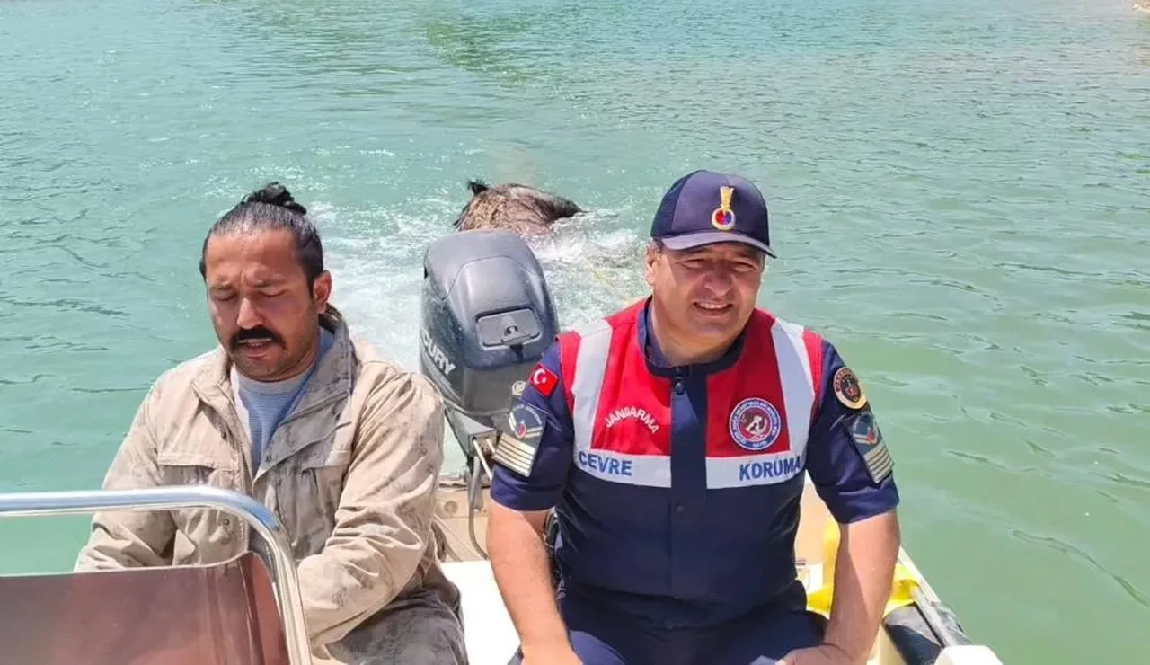 Pelitli Barajı'nda ölü domuz buldu