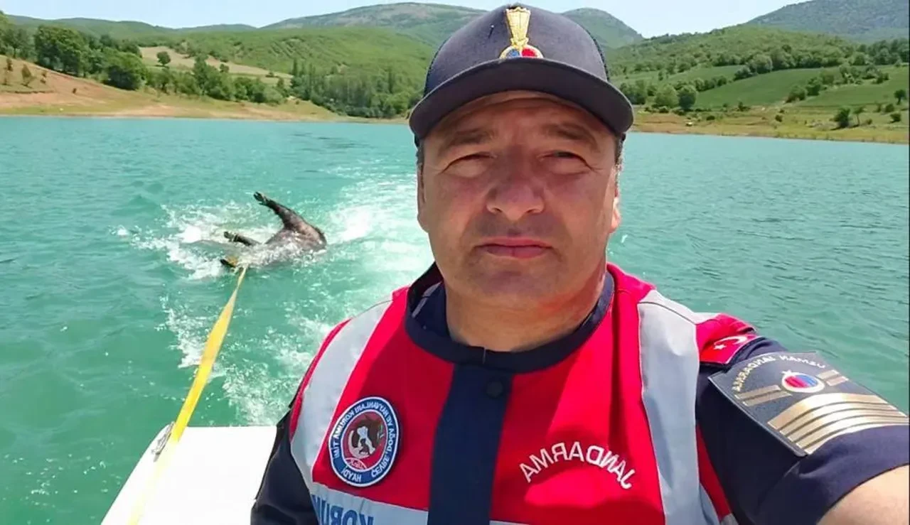 Pelitli Barajı'nda ölü domuz buldu