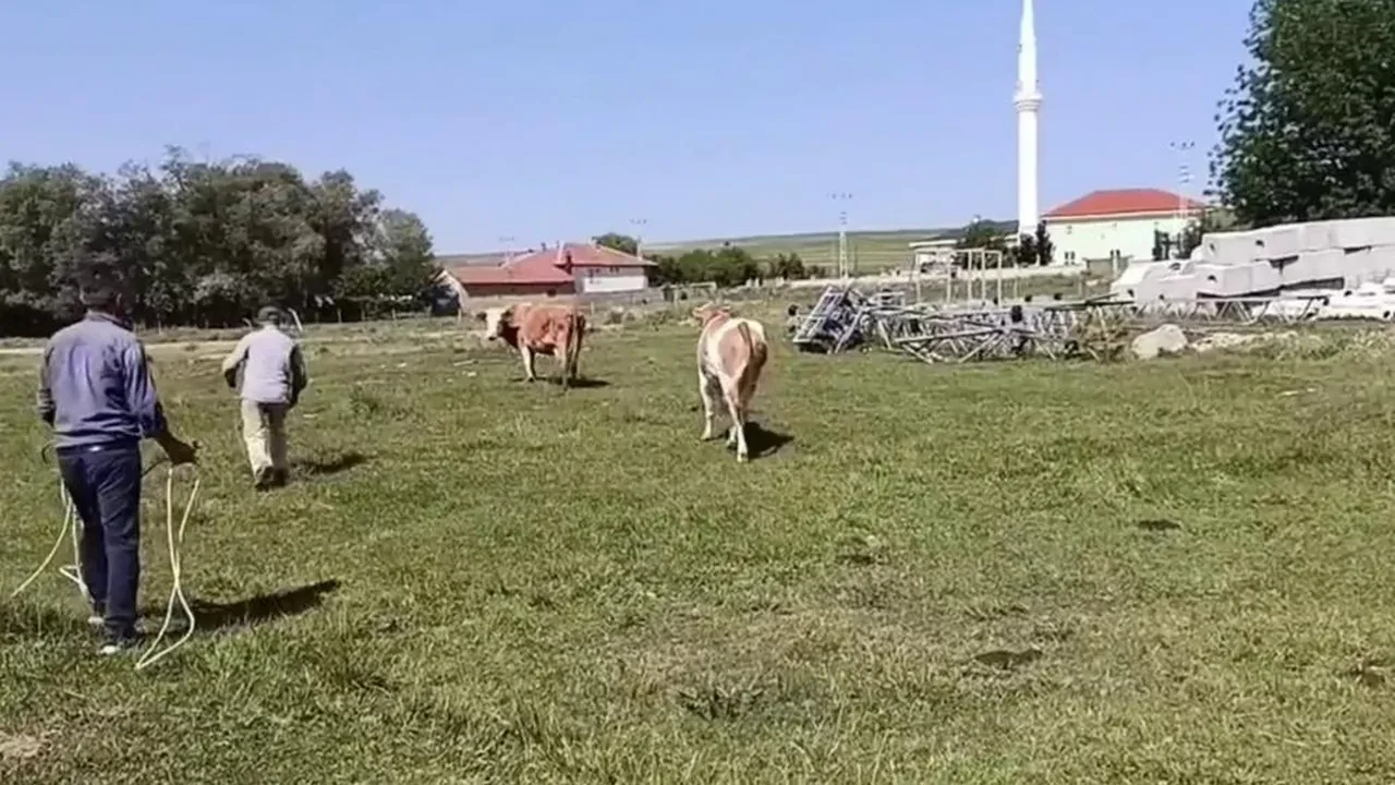 Sahibinden iki kez kaçtı, ezdi geçti! Vatandaşın kurbanlık danayla imtihanı