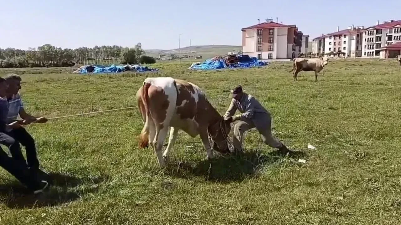 Sahibinden iki kez kaçtı, ezdi geçti! Vatandaşın kurbanlık danayla imtihanı