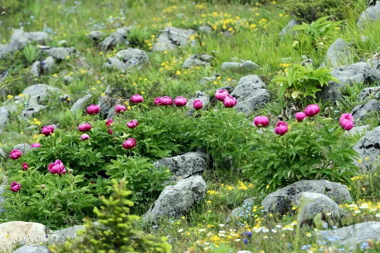 Yılda sadece 10 gün açıyor! Bu çiçeği koparan yandı: Cezası yarım milyon TL