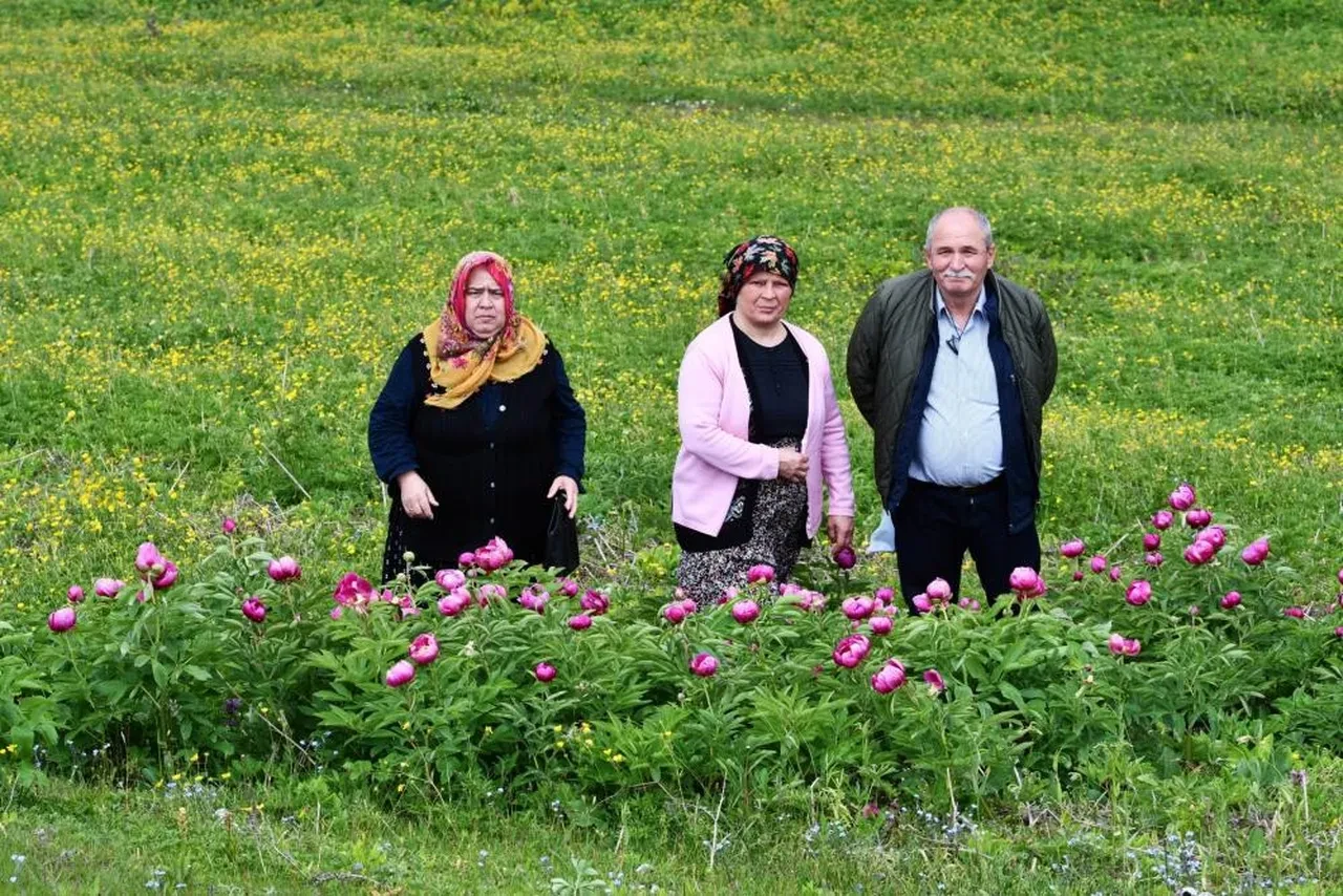 Yılda sadece 10 gün açıyor! Bu çiçeği koparan yandı: Cezası yarım milyon TL