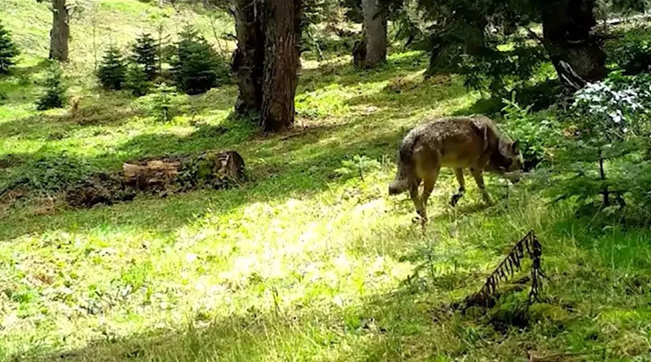 Anadolu'nun 'sessiz efendisi' bozkurt böyle görüntülendi