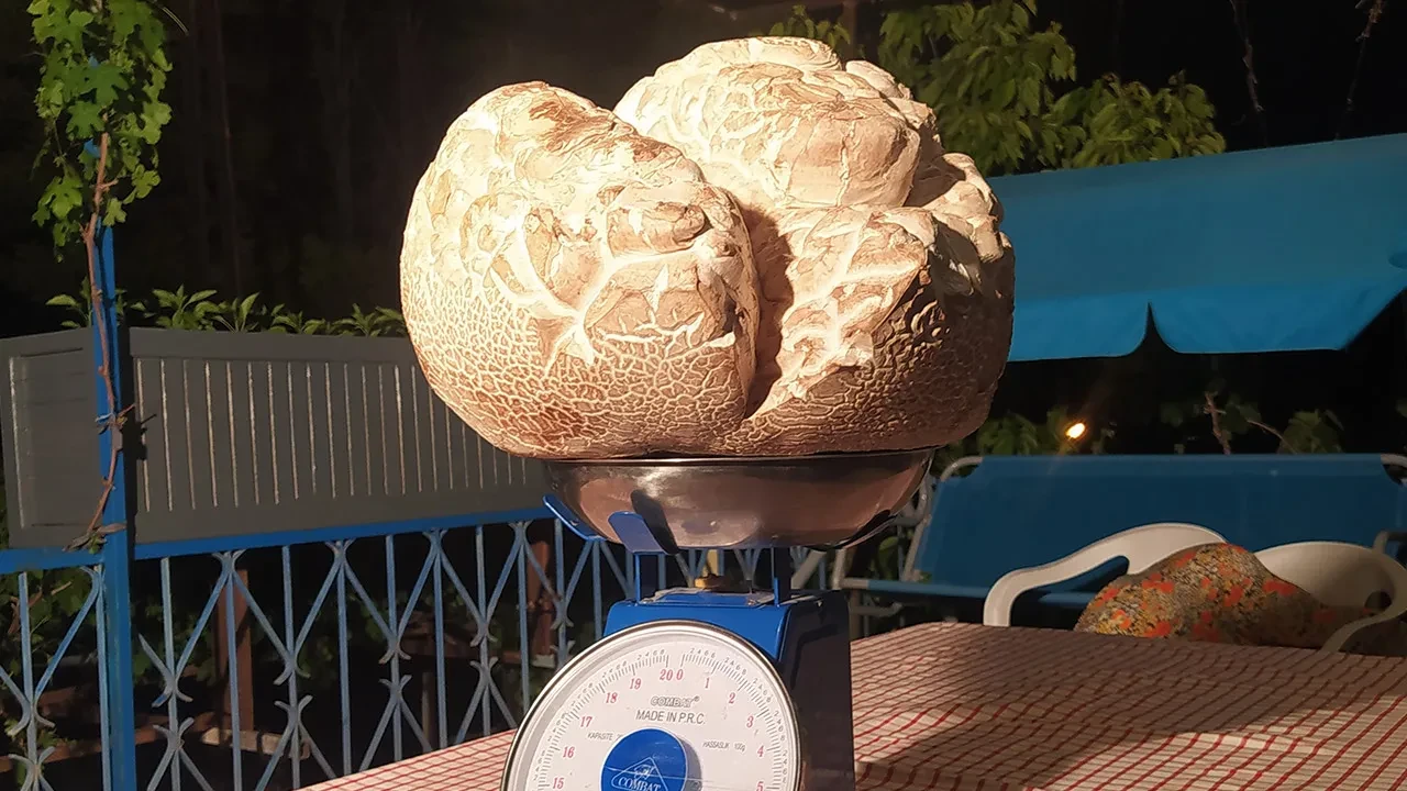 Araziye çıktı, karşılaştığı manzara şoke etti: Hayatımda ilk defa görüyorum, tam 8 kilo