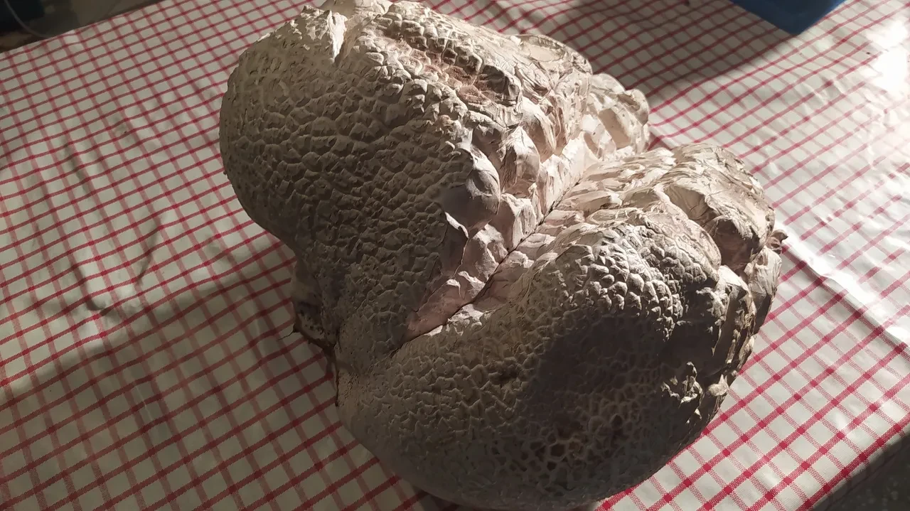 Araziye çıktı, karşılaştığı manzara şoke etti: Hayatımda ilk defa görüyorum, tam 8 kilo