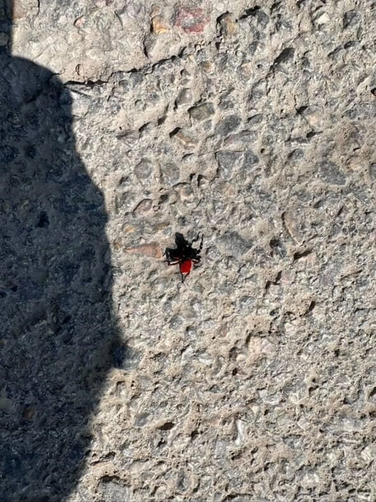 Bursa'da 'Zehirli Uğur Böceği' paniği: Vatandaşlar cep telefonuyla kaydetti