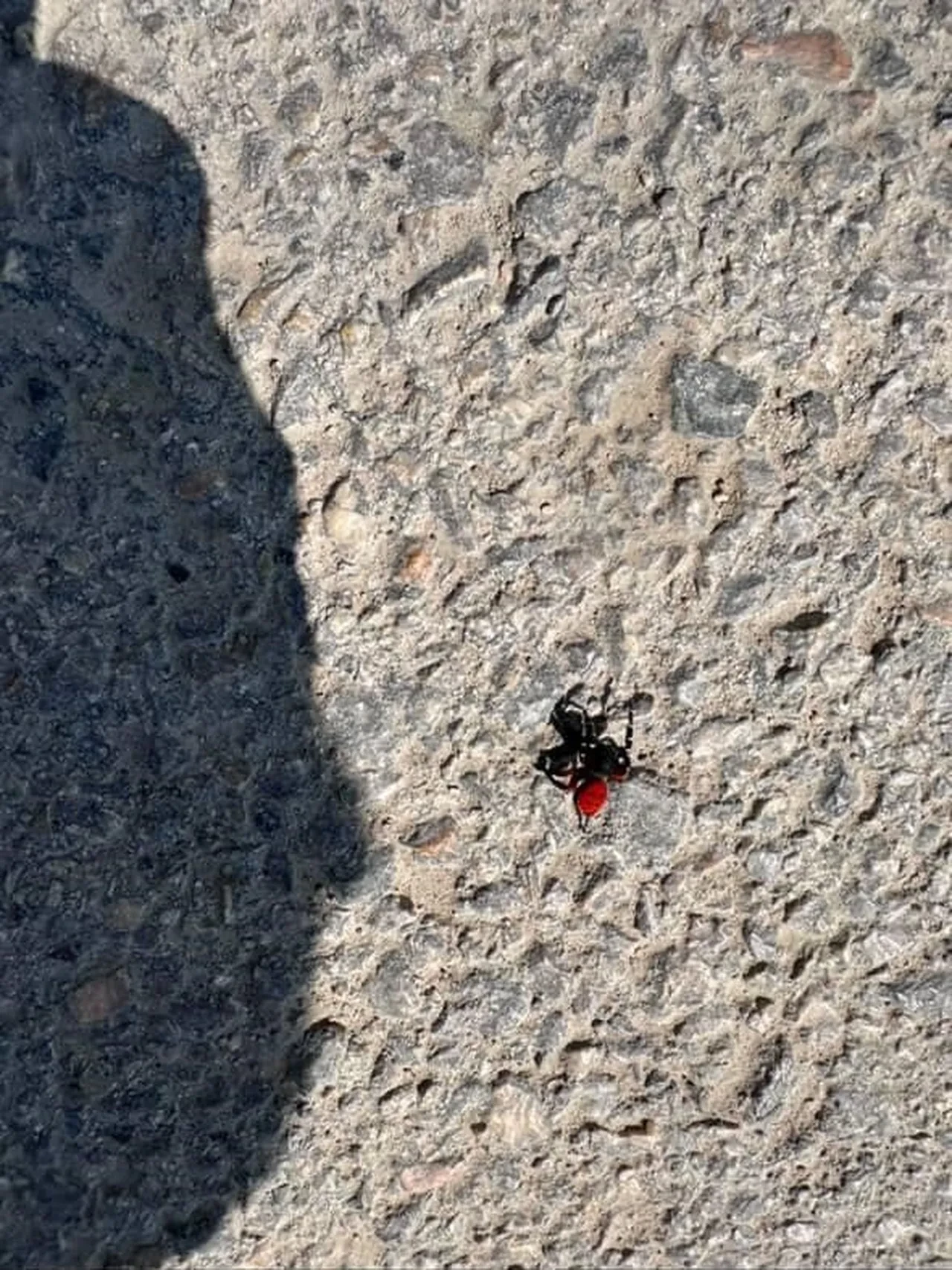 Bursa'da 'Zehirli Uğur Böceği' paniği: Vatandaşlar cep telefonuyla kaydetti