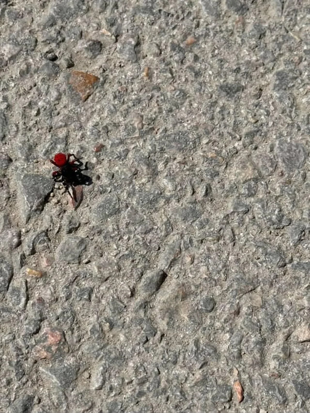 Bursa'da 'Zehirli Uğur Böceği' paniği: Vatandaşlar cep telefonuyla kaydetti