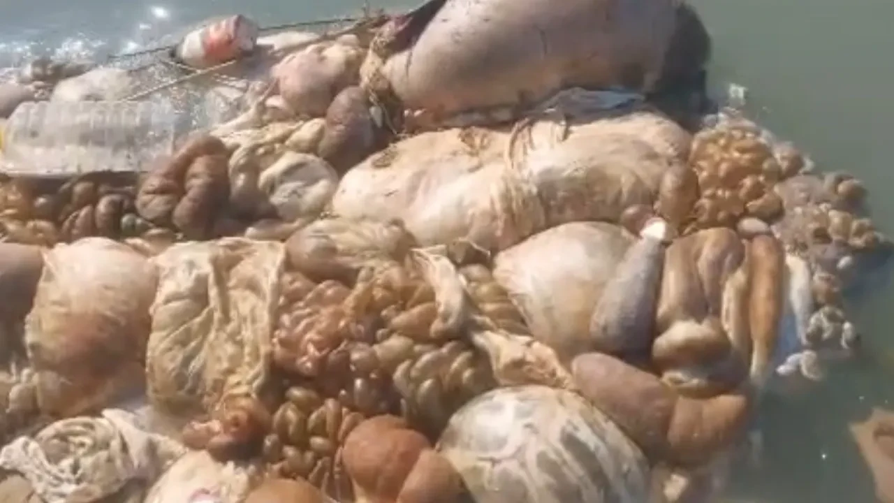 Kurban kesimi sonrası mide bulandıran görüntü! Halk sağlığını hiçe saydılar