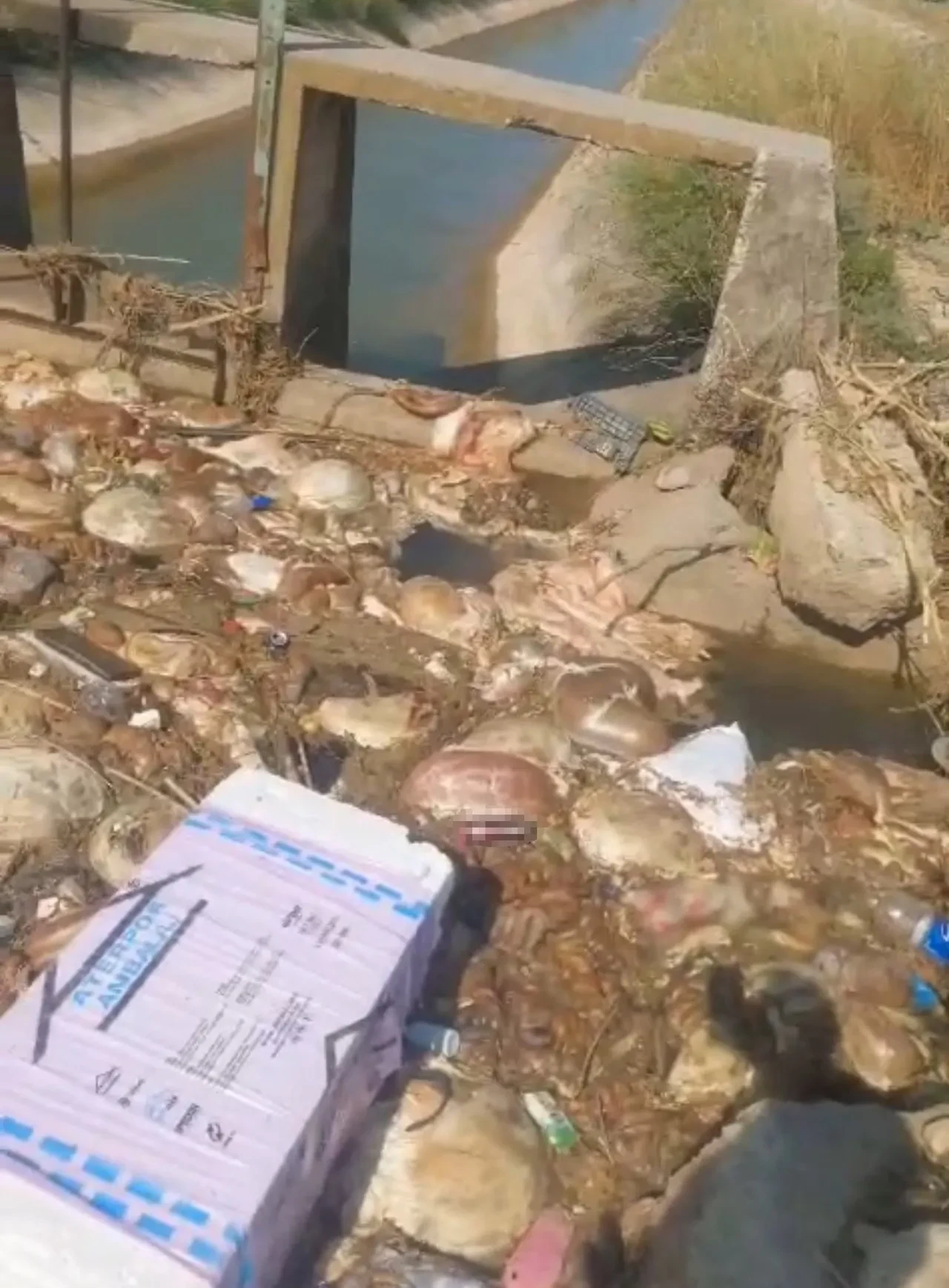 Kurban kesimi sonrası mide bulandıran görüntü! Halk sağlığını hiçe saydılar