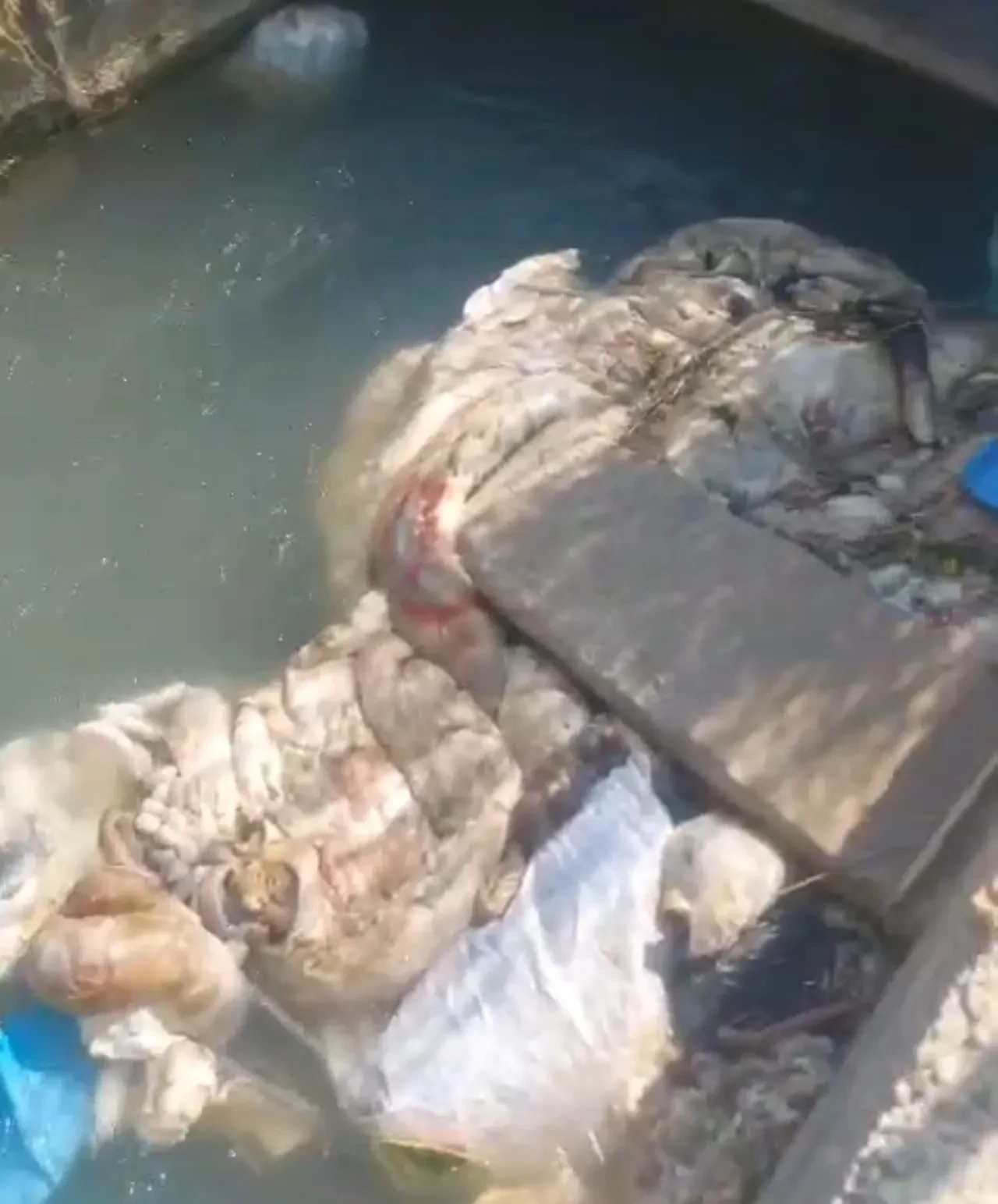 Kurban kesimi sonrası mide bulandıran görüntü! Halk sağlığını hiçe saydılar