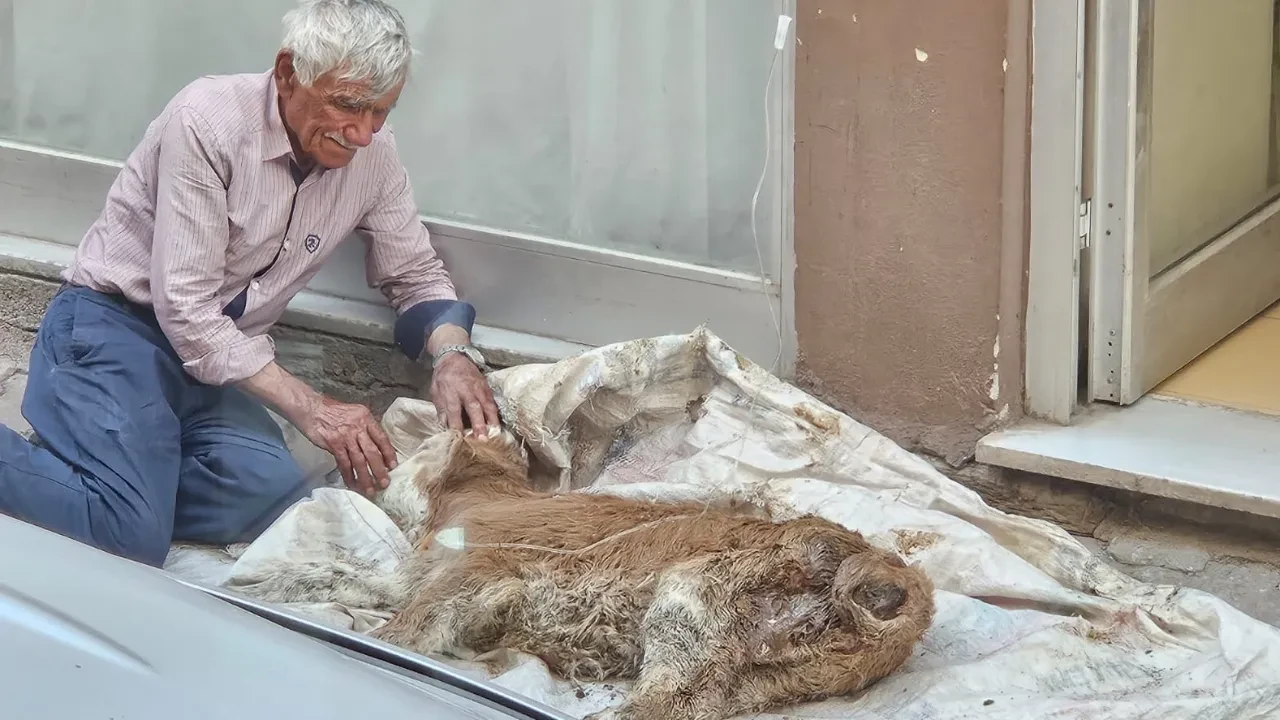 Hasta buzağısına bebek gibi sarılıp başında gözyaşı döktü! Yürek yakan anlar kamerada 