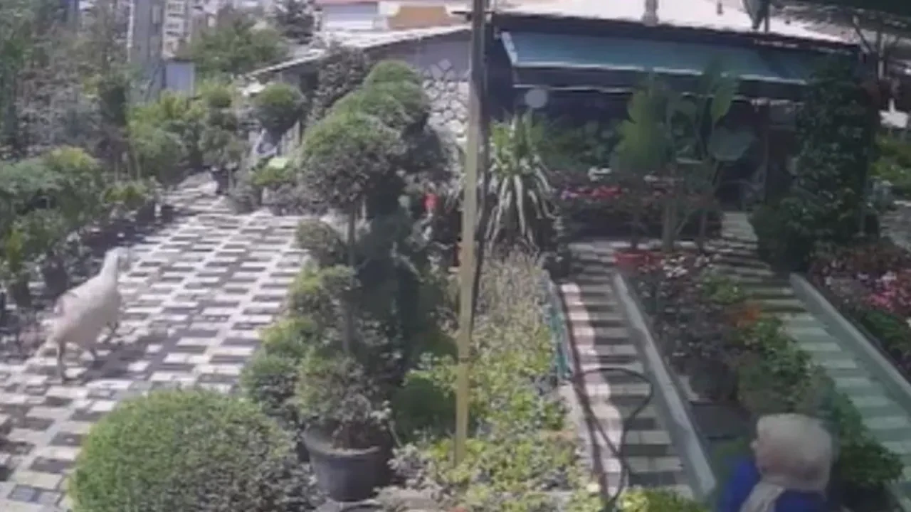 Kurbanlık koyun firar etti! Kovalamaca anları kamerada
