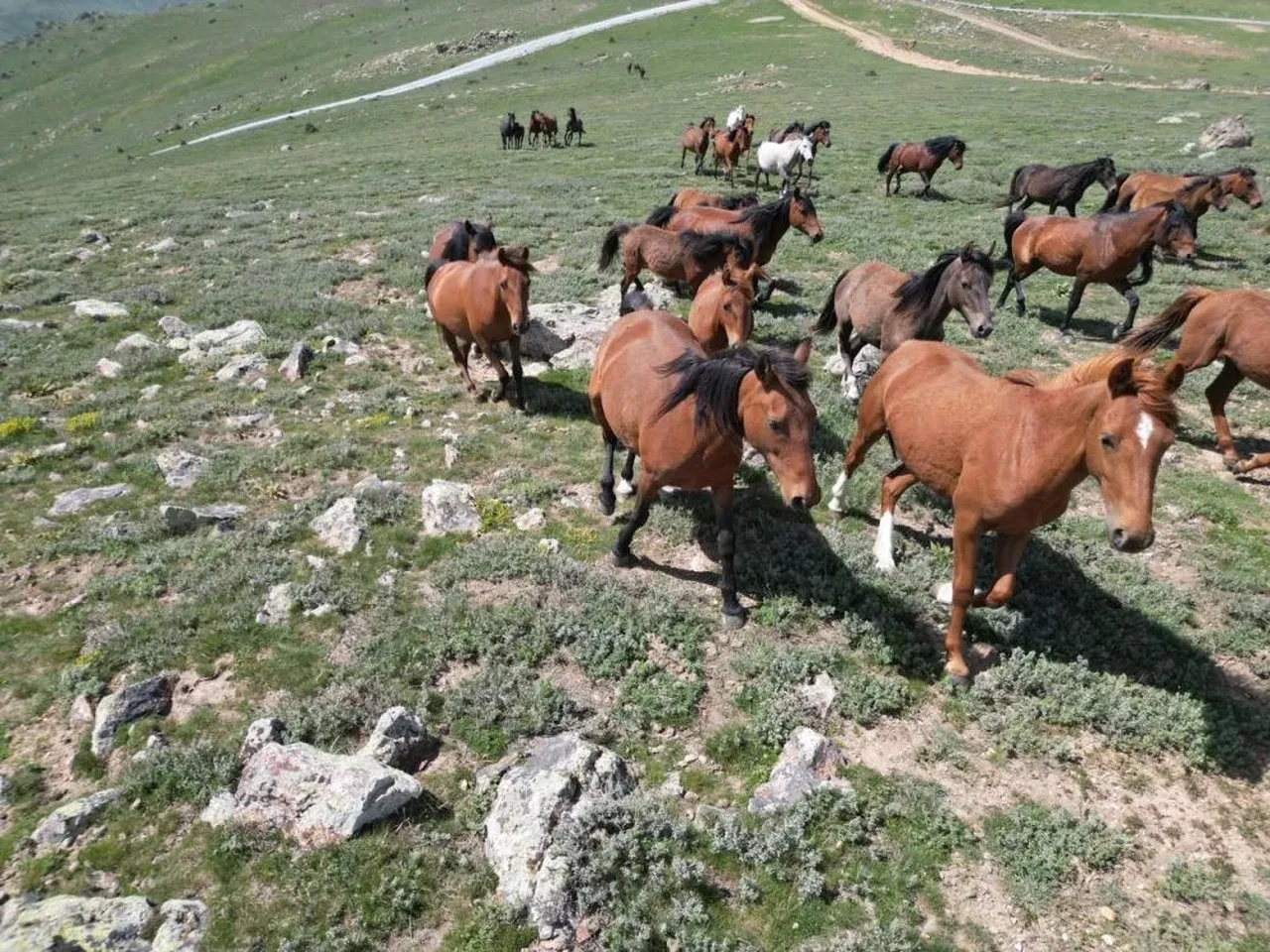 Yılkı atlarının yayladan inişi görsel şölen oluşturdu