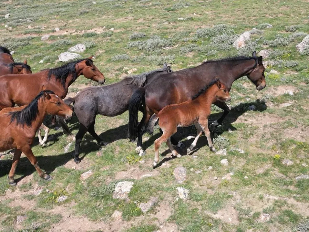 Yılkı atlarının yayladan inişi görsel şölen oluşturdu