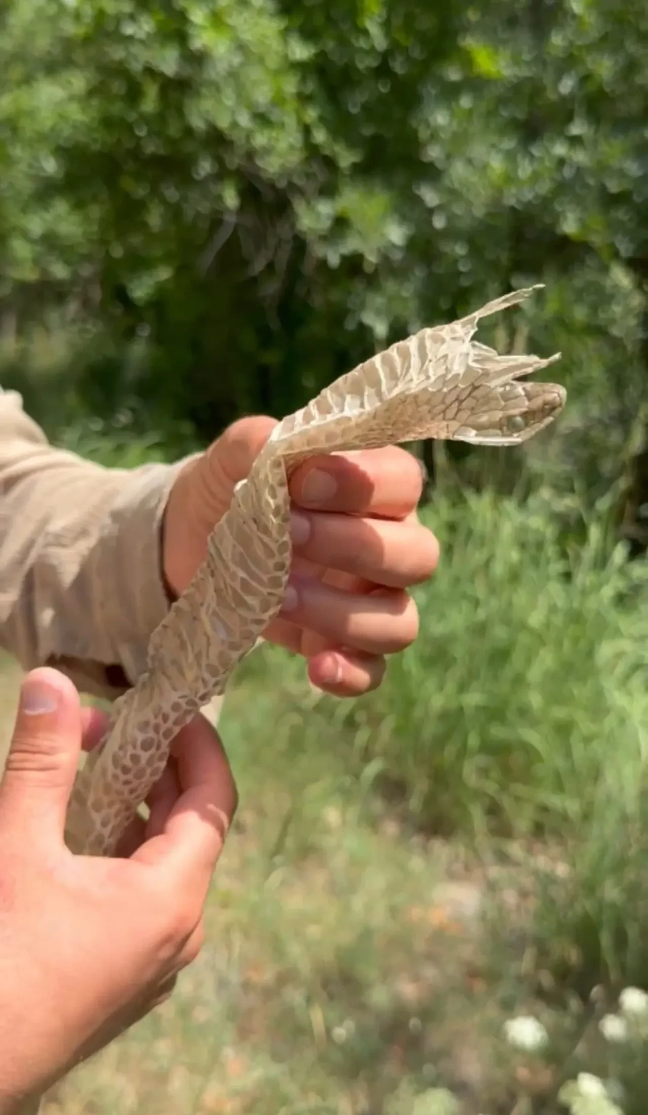 Hakkari dağlarında şans eseri keşfedildi! En zehirli türlerden birine ait