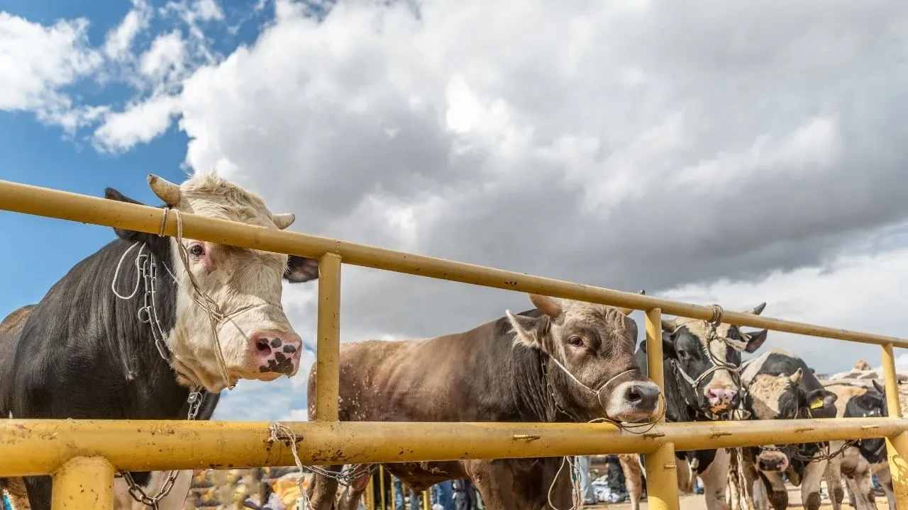 Hayvan pazarları kapandı mı? Şap hastalığının insana bulaşma ihtimalleri yeniden gündemde