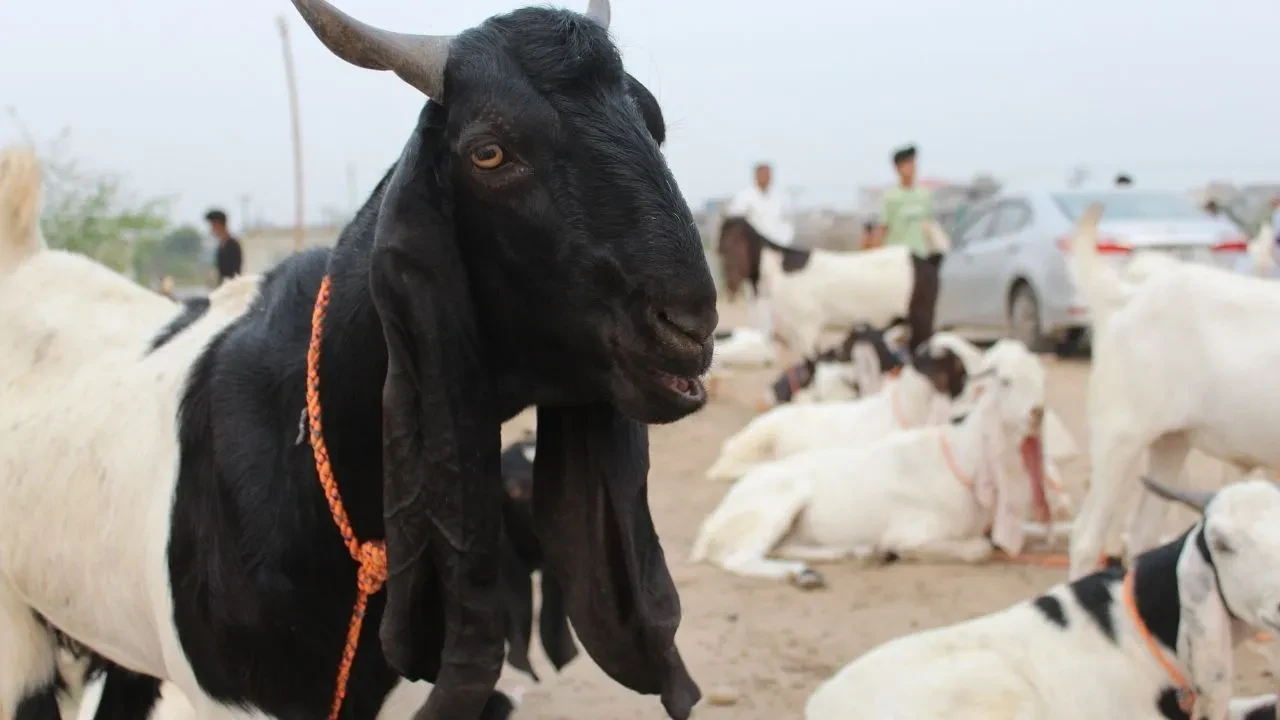 Hayvan pazarları kapandı mı? Şap hastalığının insana bulaşma ihtimalleri yeniden gündemde