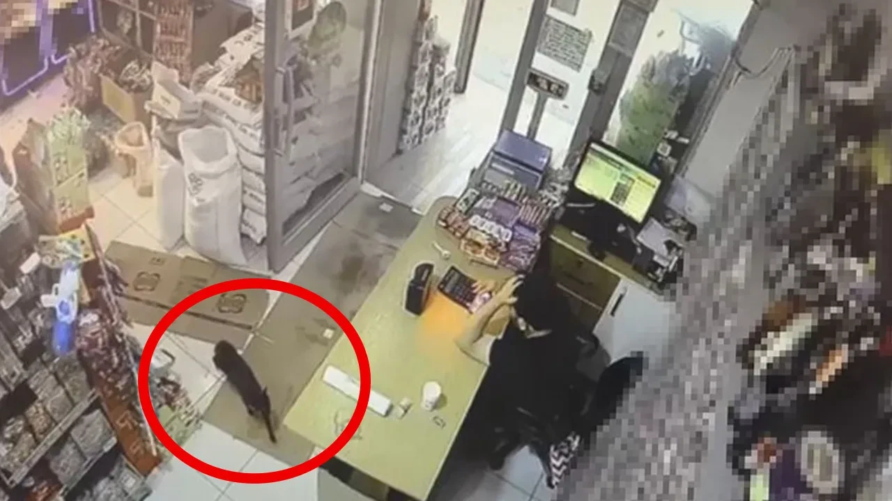 Kedi kutuyu hareket ettirip kaçtı! Market sahibinin korkusu kamerada 