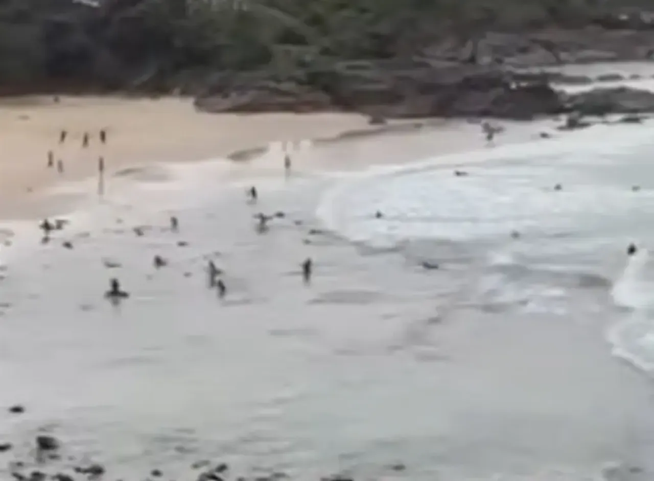 Korkunç köpek balığı saldırısı: Çocuğun yardımına koşanlar da vahşi hayvanla karşı karşıya kaldı