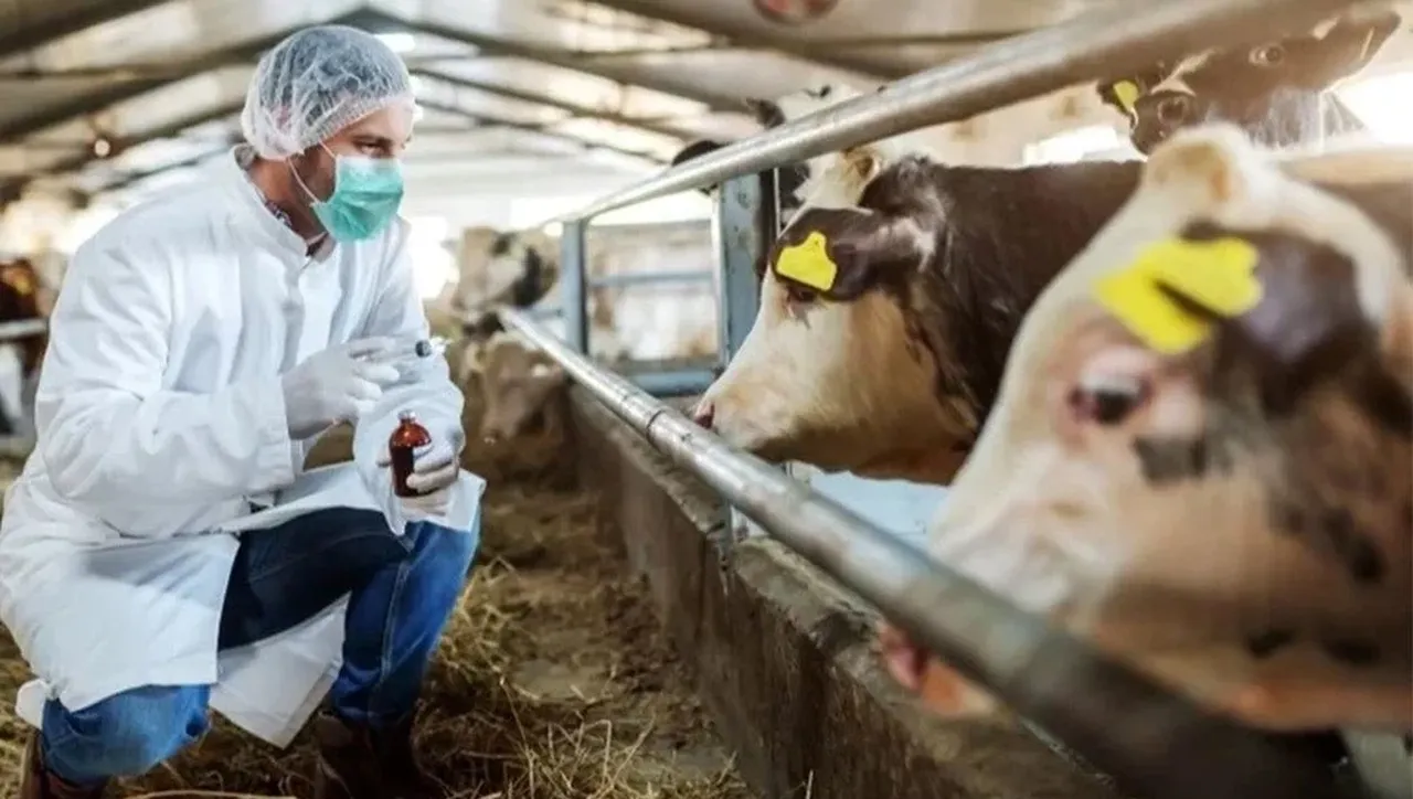 Şap hastalığı insanlar için tehlikeli mi ölümcül mü?