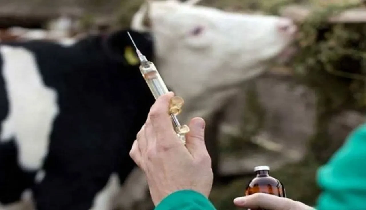 Şap hastalığı insanlar için tehlikeli mi ölümcül mü?