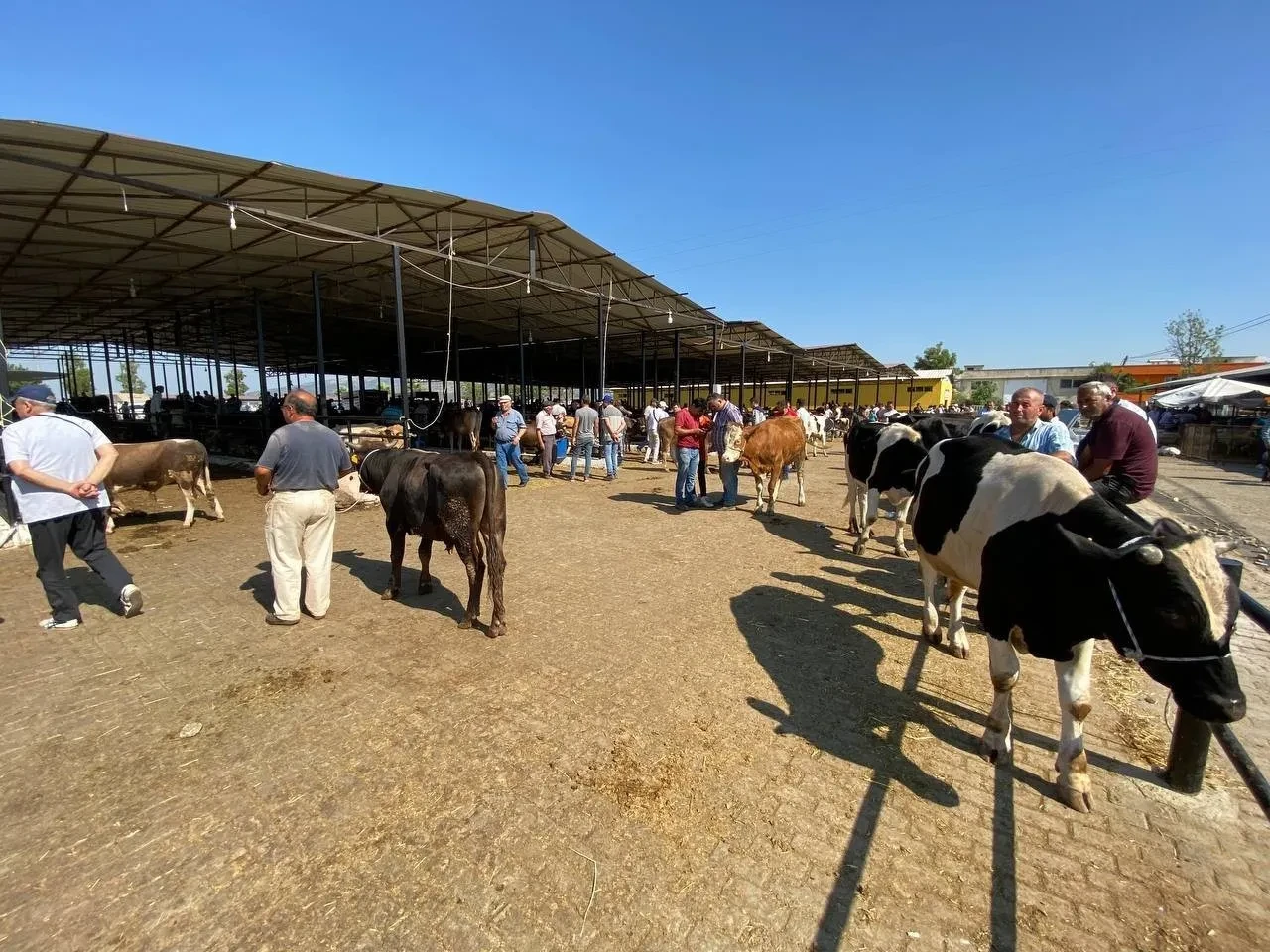 Şap hastalığı neden olur nasıl bulaşır? Şap hastalığı belirtileri neler?
