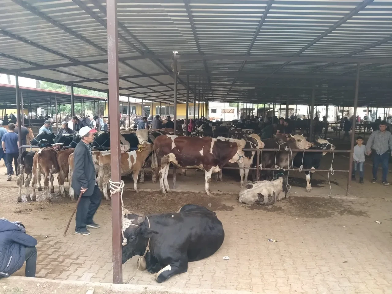 Şap hastalığı neden olur nasıl bulaşır? Şap hastalığı belirtileri neler?