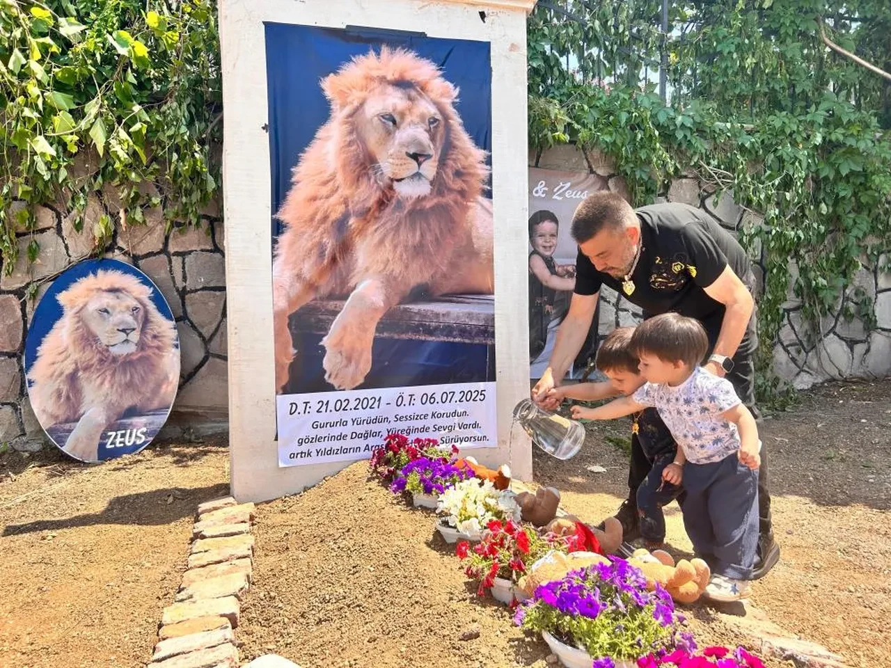 Çiftçiyi yaralayan aslan için mezar yapıldı! Asılan afişte yazılanları görenler şaştı kaldı