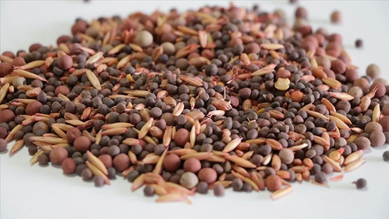 Güneydoğu'nun Afrika ülkelerine hububat ihracatı yüzde 32,9 arttı