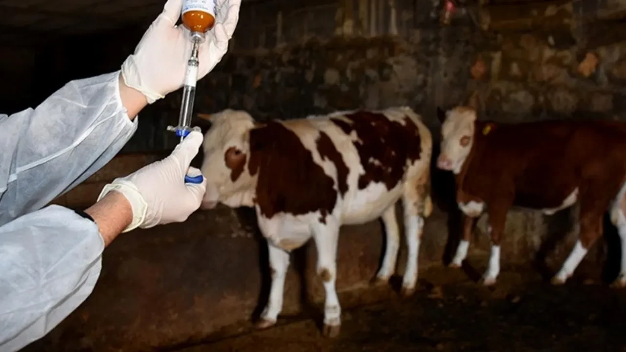 Kapatılan hayvan pazarları ne zaman açılacak? Tarım ve Orman Bakanlığı'ndan açıklama