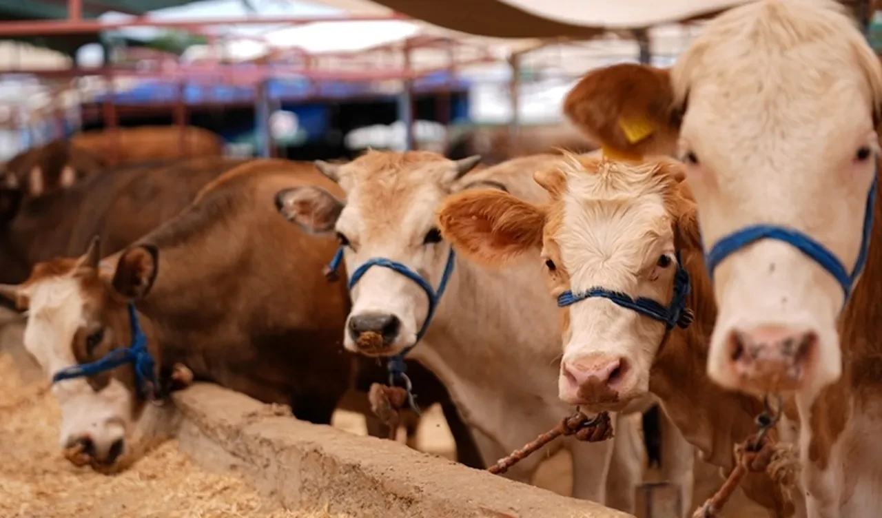 Kapatılan hayvan pazarları ne zaman açılacak? Tarım ve Orman Bakanlığı'ndan açıklama