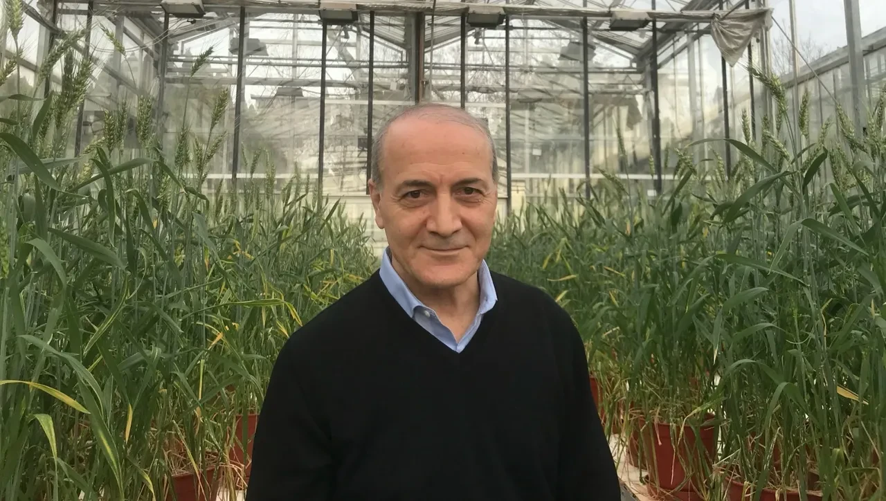 Ülker ve Sabancı Üniversitesi buğday için ele ele verdi