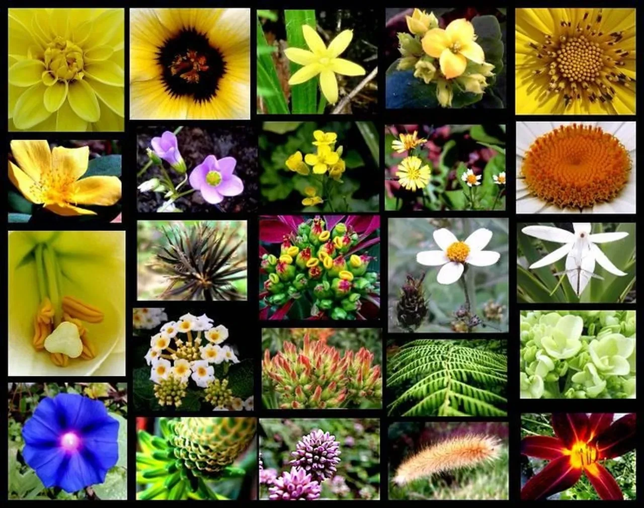 Güzelliğine sakın aldanmayın! Eğer salonunuzda ya da yatak odanızda bu bitki varsa hemen dışarı atın