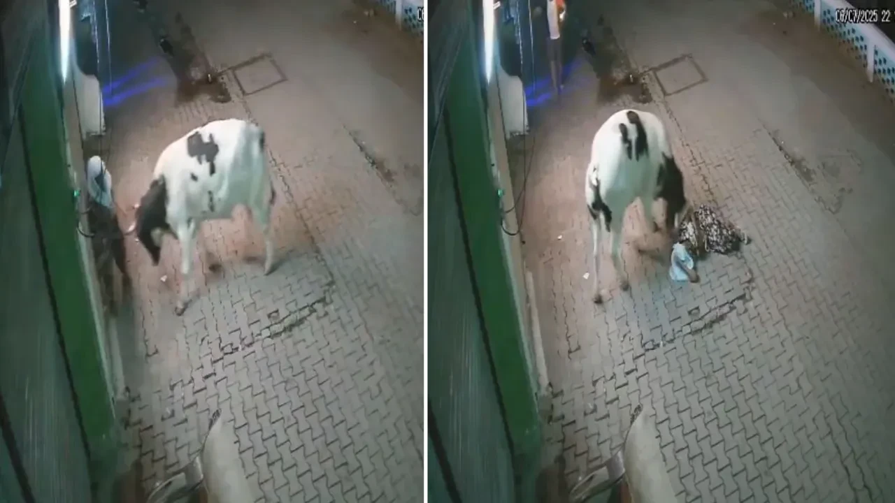 Hindistan'da yaşlı kadına inek saldırdı! Önce havaya fırlattı sonra çiğnedi