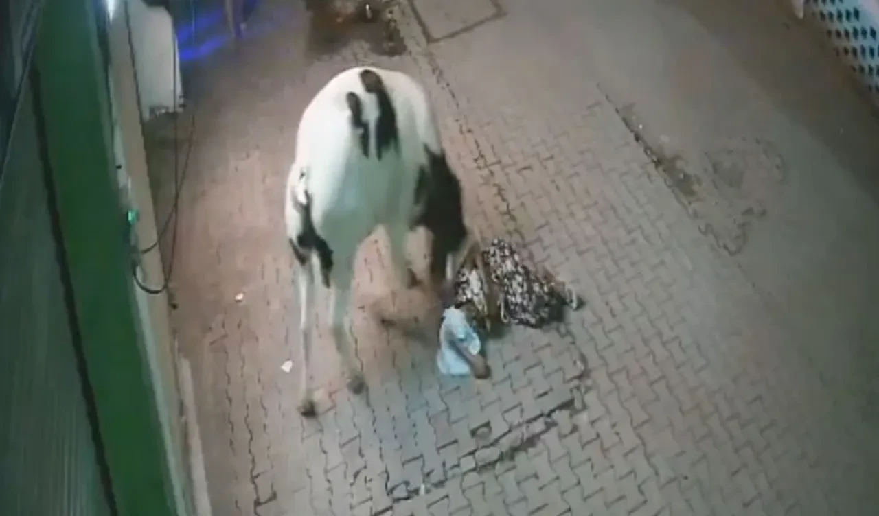 Hindistan'da yaşlı kadına inek saldırdı! Önce havaya fırlattı sonra çiğnedi