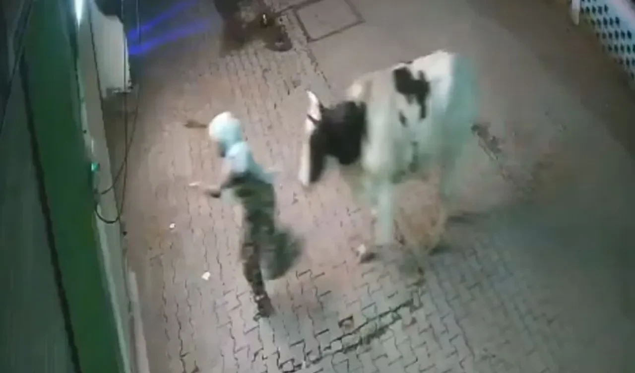 Hindistan'da yaşlı kadına inek saldırdı! Önce havaya fırlattı sonra çiğnedi